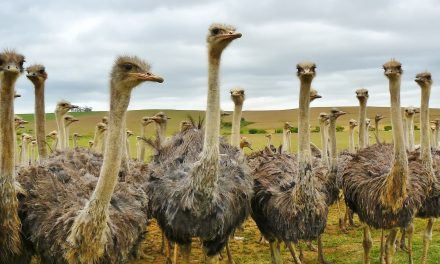 Stop being an ostrich, electronic component shortages are real